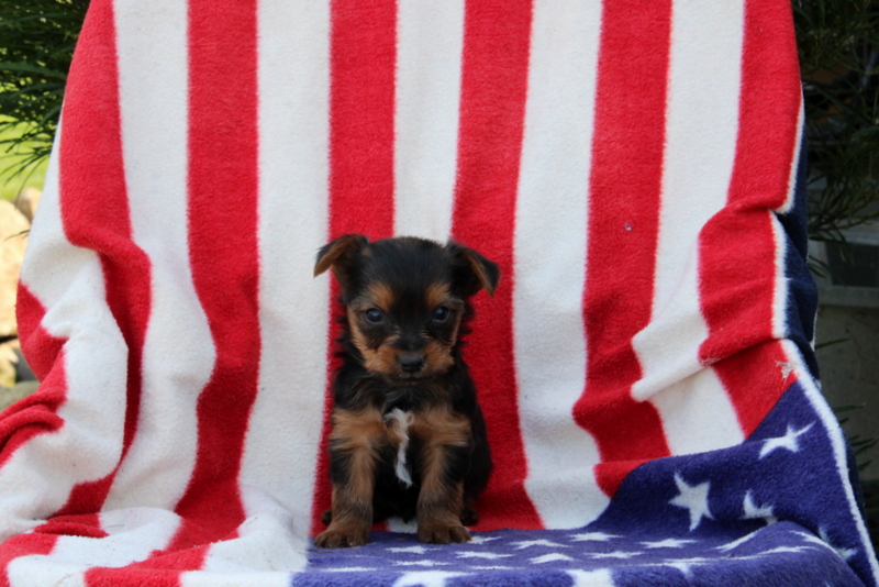 puppy, for, sale, Yorkshire Terrier, Matthew B. Stoltzfus, dog, breeder, Gap, PA, dog-breeder, puppy-for-sale, forsale, nearby, find, puppyfind, locator, puppylocator, aca